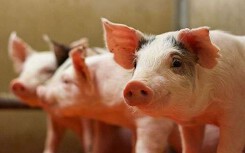 Dự báo giá heo hơi ngày 12/4: Nghệ An xuất hiện thêm ổ dịch tả heo châu Phi