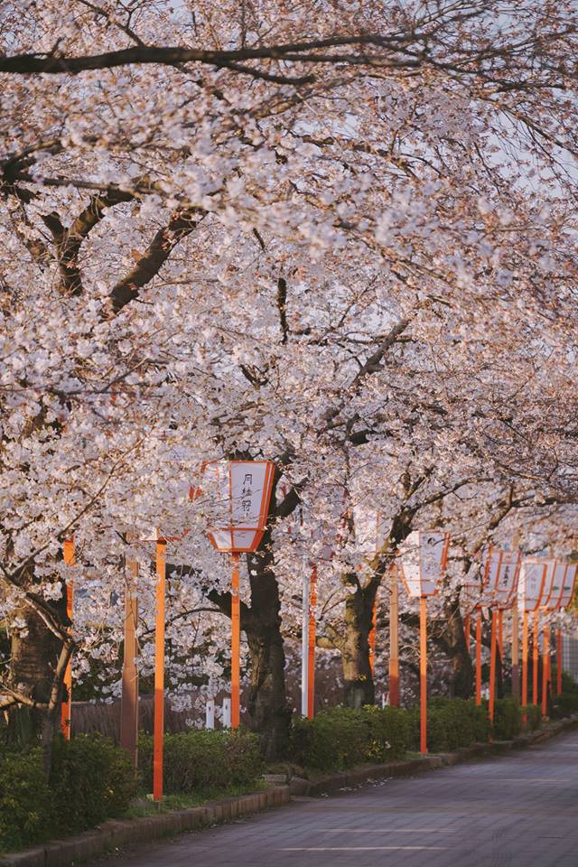 Không phải ở Tokyo hay Kyoto mà chính nơi này mới là thủ phủ hoa anh đào của Nhật Bản - Ảnh 4. Không phải ở Tokyo hay Kyoto mà chính nơi này mới là thủ phủ hoa anh đào của Nhật Bản - Ảnh 4.