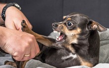 5 người ở Hà Tĩnh bị chó cắn khi đang đi ngoài đường