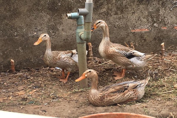 Chuyện khó tin bên trong biệt thự triệu đô bỏ hoang ở Sài Gòn - Ảnh 15.