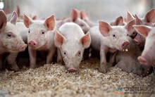 Giá heo hơi hôm nay ngày 17/4 tại Trung Quốc: Nơi cao nhất gần 70.000 đồng/kg