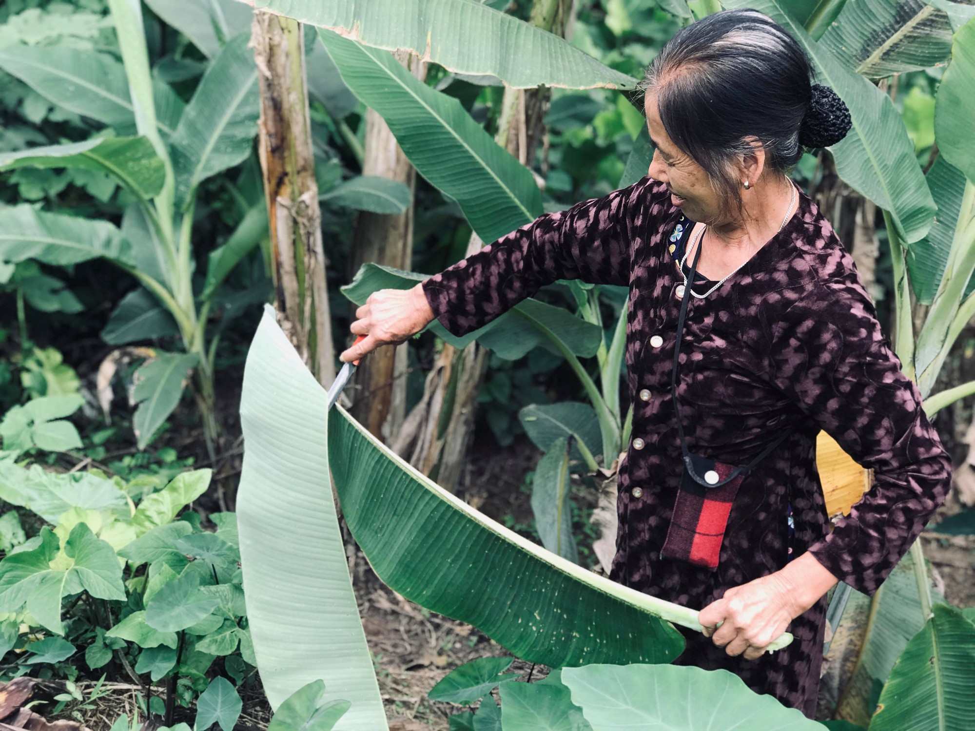 Câu chuyện làm vườn thời ‘không túi nilon’: Trồng chuối bán lá thu bạc tỉ mỗi năm - Ảnh 4. Câu chuyện làm vườn thời ‘không túi nilon’: Trồng chuối bán lá thu bạc tỉ mỗi năm - Ảnh 4.