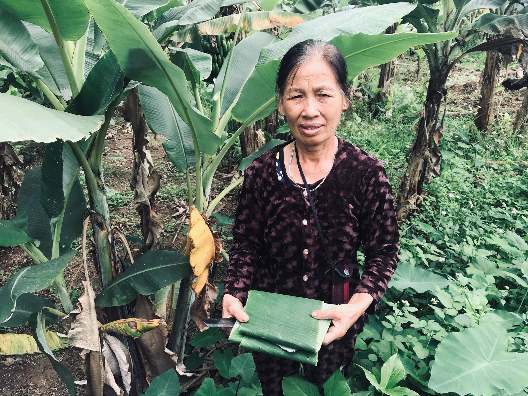 Câu chuyện làm vườn thời ‘không túi nilon’: Trồng chuối bán lá thu bạc tỉ mỗi năm - Ảnh 3. Câu chuyện làm vườn thời ‘không túi nilon’: Trồng chuối bán lá thu bạc tỉ mỗi năm - Ảnh 3.