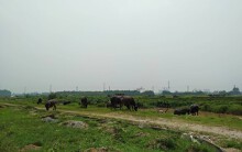 Sau 10 năm xây dựng, 2.000 ha đất hoang tàn, bỏ hoang tại Mê Linh