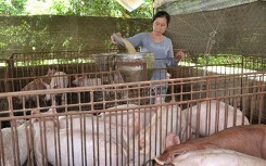 Giá heo hơi hôm nay 2/4: Dấu hiệu phục hồi ở miền Bắc