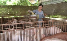 Giá heo hơi hôm nay 6/5: Đầu tuần lặng sóng