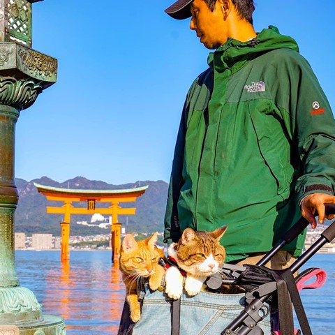 Hình sống ảo độc đáo của 2 con mèo béo phượt khắp Nhật Bản - Ảnh 2. Hình sống ảo độc đáo của 2 con mèo béo phượt khắp Nhật Bản - Ảnh 2.