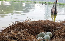 Hà Nội: Cận cảnh những quả trứng đầu tiên của đàn thiên nga ở hồ Thiền Quang