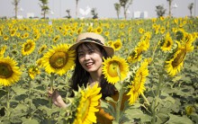 Ngắm vẻ đẹp rực rỡ của vườn hoa hướng dương giữa lòng Sài Gòn trong ngày đầu mở cửa