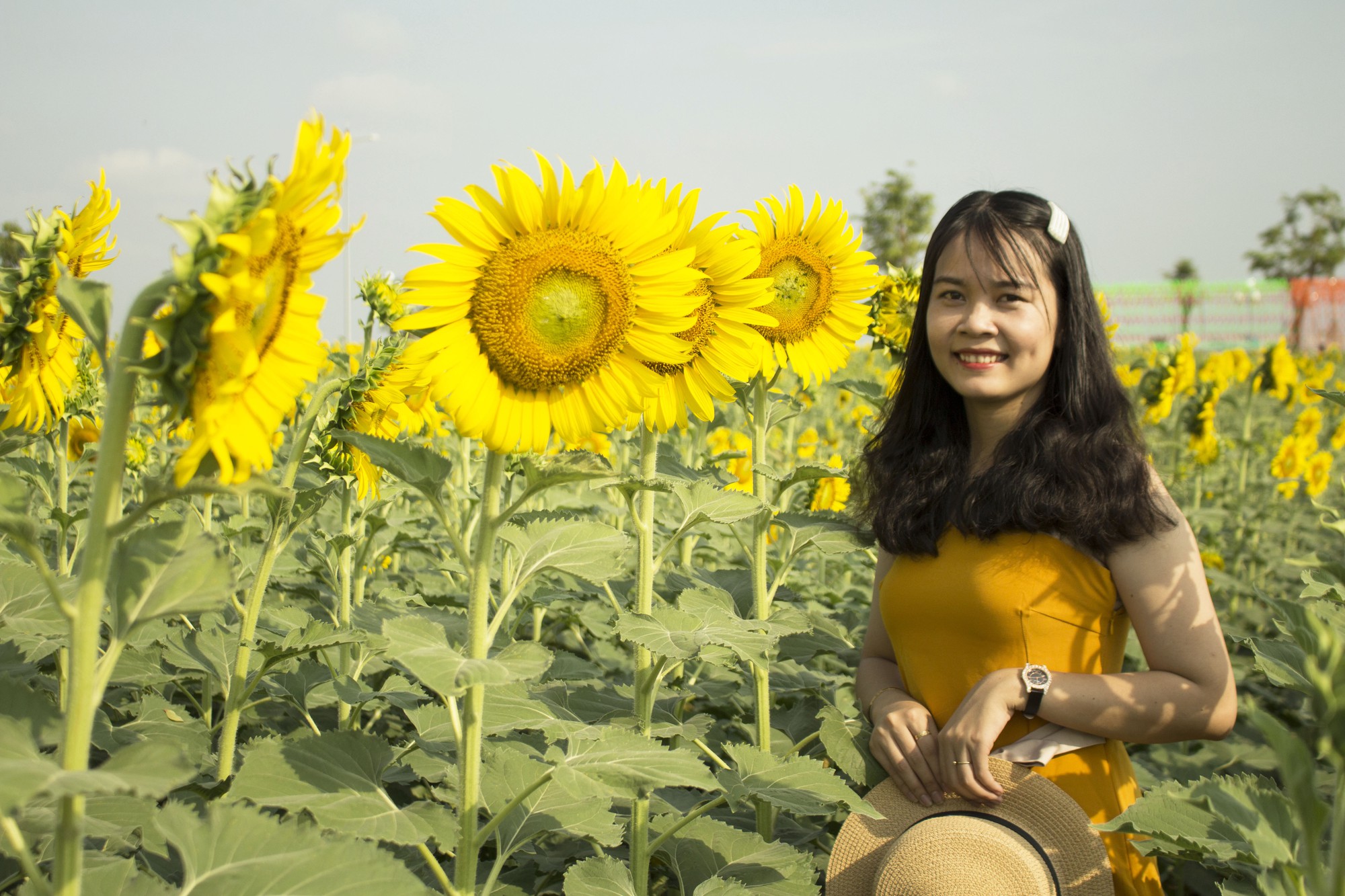 Ngắm vẻ đẹp rực rỡ của vườn hoa hướng dương giữa lòng Sài Gòn trong ngày đầu mở cửa - Ảnh 4. Ngắm vẻ đẹp rực rỡ của vườn hoa hướng dương giữa lòng Sài Gòn trong ngày đầu mở cửa - Ảnh 4.