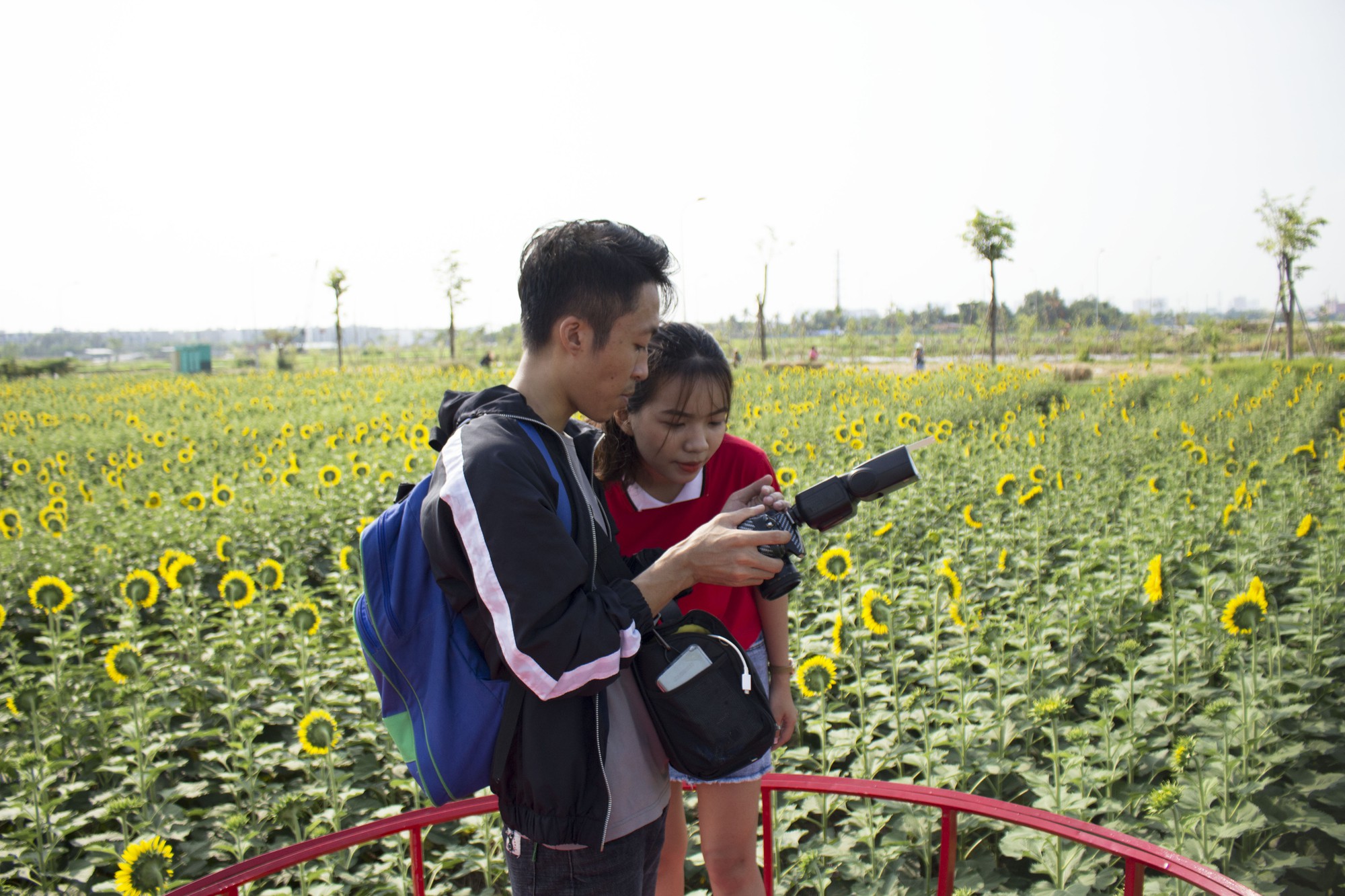 Ngắm vẻ đẹp rực rỡ của vườn hoa hướng dương giữa lòng Sài Gòn trong ngày đầu mở cửa - Ảnh 5. Ngắm vẻ đẹp rực rỡ của vườn hoa hướng dương giữa lòng Sài Gòn trong ngày đầu mở cửa - Ảnh 5.