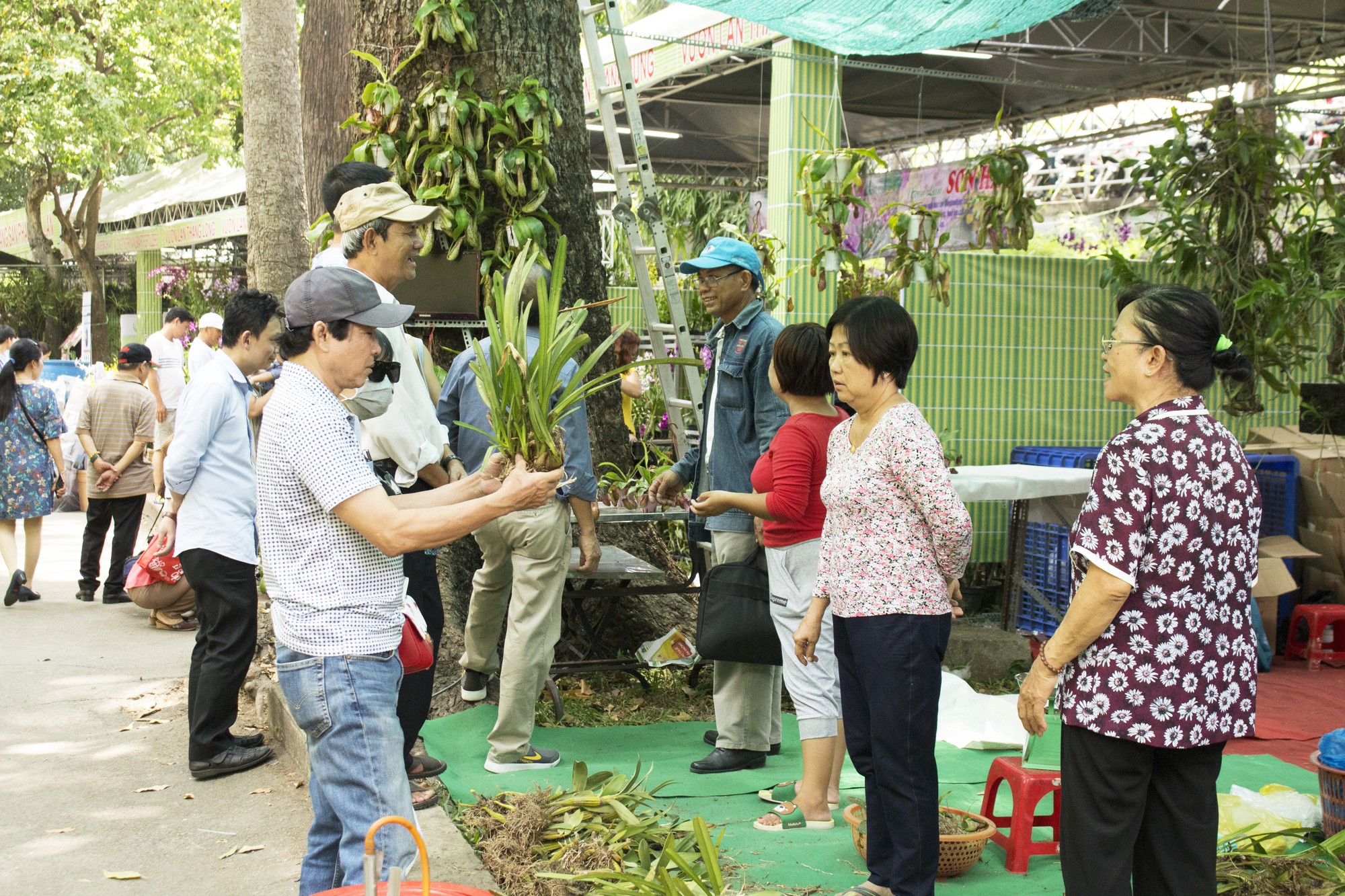 Hàng trăm nghìn chậu hoa khoe sắc tại Festival Hoa Lan TP HCM 2019 - Ảnh 15. Hàng trăm nghìn chậu hoa khoe sắc tại Festival Hoa Lan TP HCM 2019 - Ảnh 15.