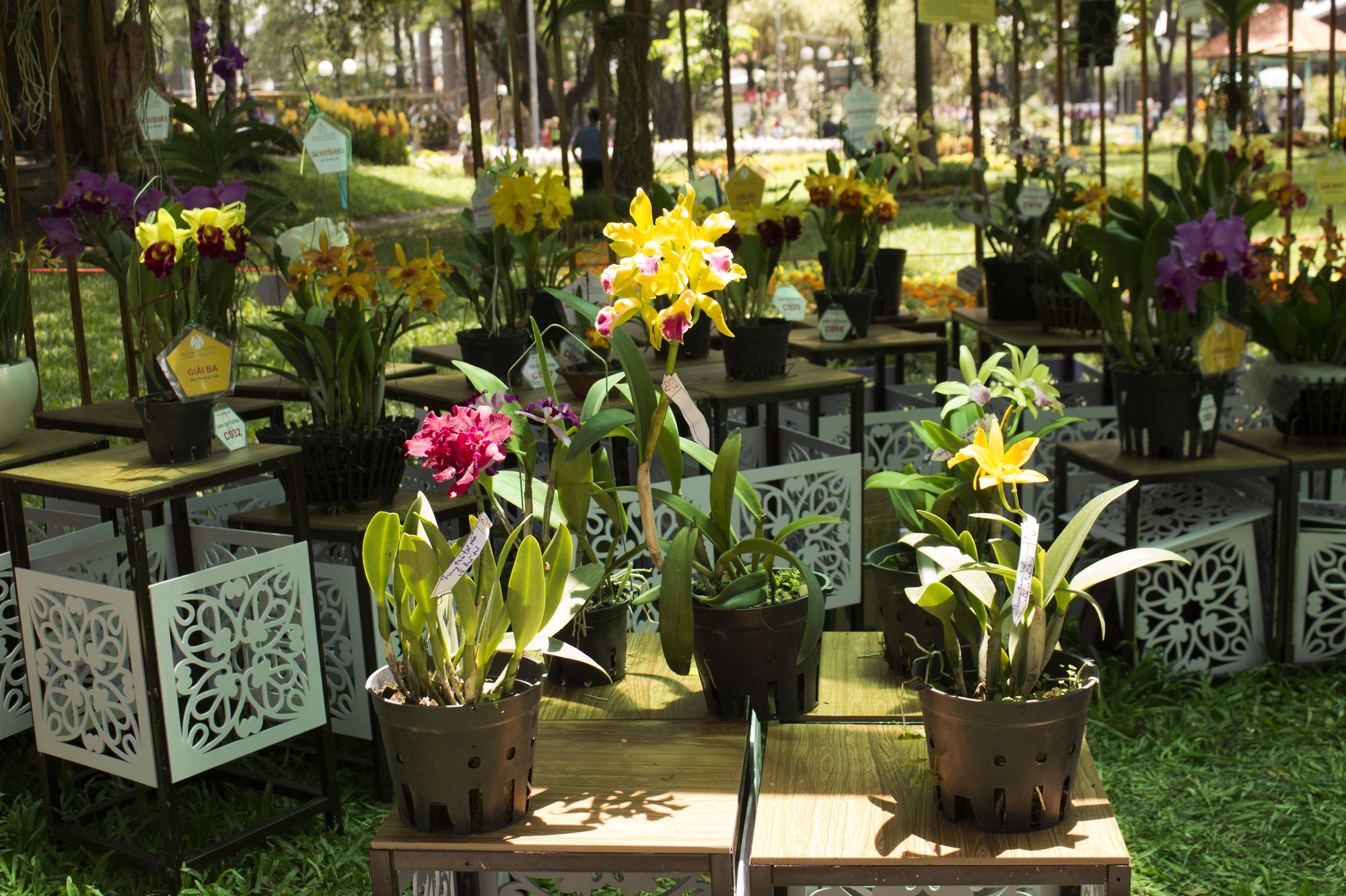 Hàng trăm nghìn chậu hoa khoe sắc tại Festival Hoa Lan TP HCM 2019 - Ảnh 8. Hàng trăm nghìn chậu hoa khoe sắc tại Festival Hoa Lan TP HCM 2019 - Ảnh 8.