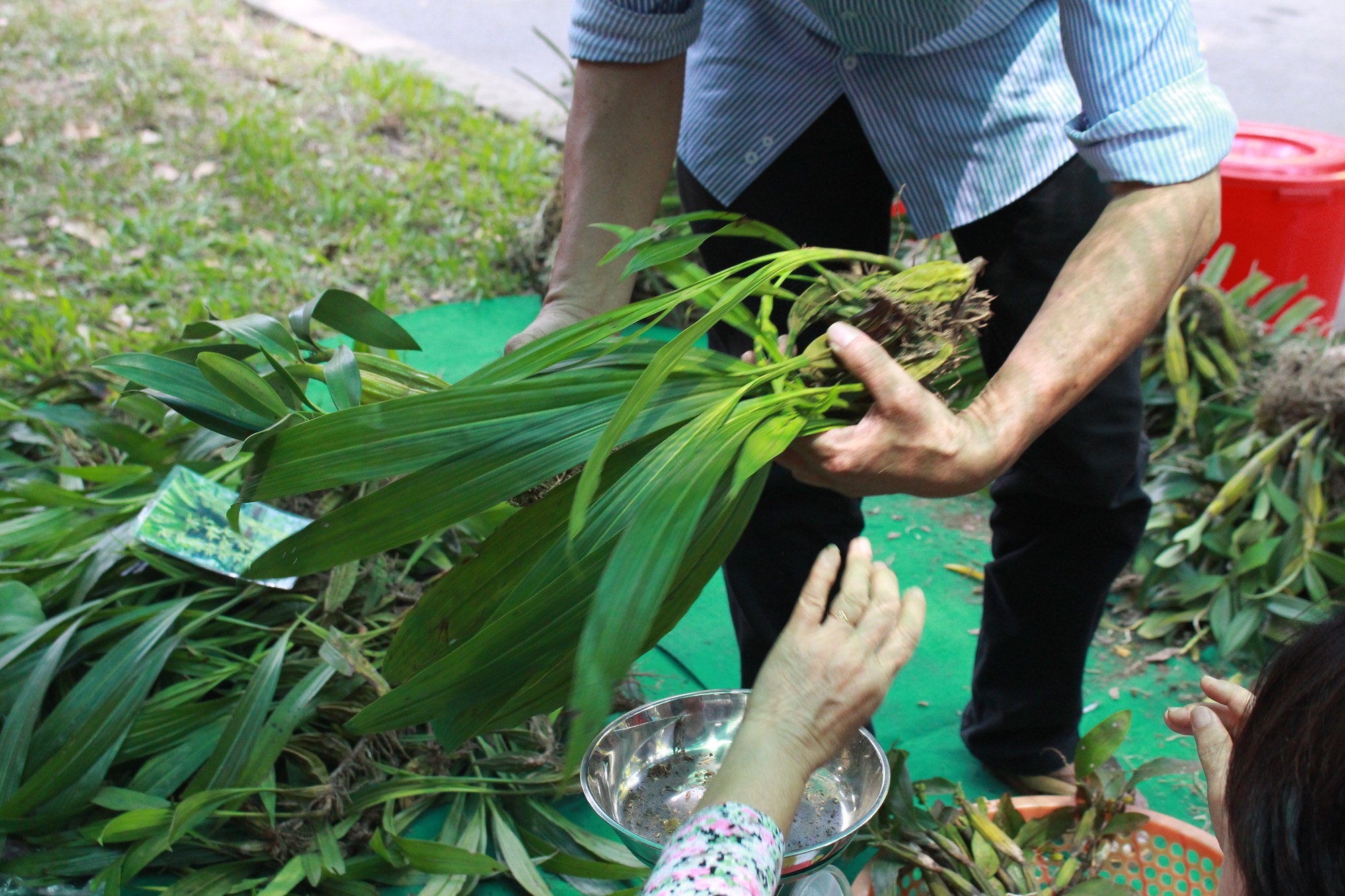 Lan rừng bán theo cân giá rẻ bèo ở hội hoa Sài Gòn, khách chen mua đắt như tôm tươi - Ảnh 12.