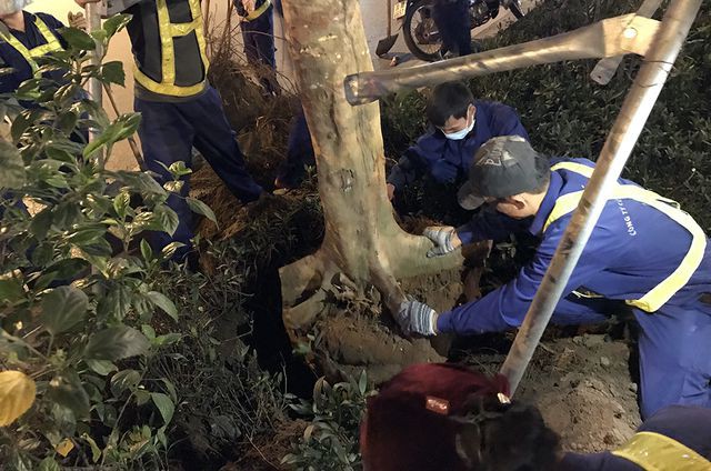 Hà Nội bất ngờ nhổ bỏ hàng trăm cây phượng trong đêm - Ảnh 9. Hà Nội bất ngờ nhổ bỏ hàng trăm cây phượng trong đêm - Ảnh 9.