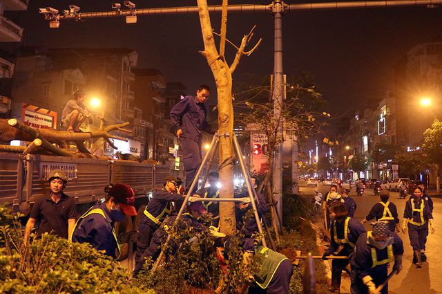 Hà Nội bất ngờ nhổ bỏ hàng trăm cây phượng trong đêm - Ảnh 12. Hà Nội bất ngờ nhổ bỏ hàng trăm cây phượng trong đêm - Ảnh 12.