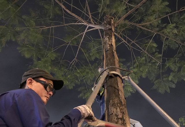 Hà Nội bất ngờ nhổ bỏ hàng trăm cây phượng trong đêm - Ảnh 1. Hà Nội bất ngờ nhổ bỏ hàng trăm cây phượng trong đêm - Ảnh 1.