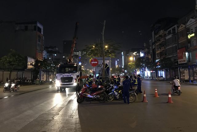 Hà Nội bất ngờ nhổ bỏ hàng trăm cây phượng trong đêm - Ảnh 2. Hà Nội bất ngờ nhổ bỏ hàng trăm cây phượng trong đêm - Ảnh 2.