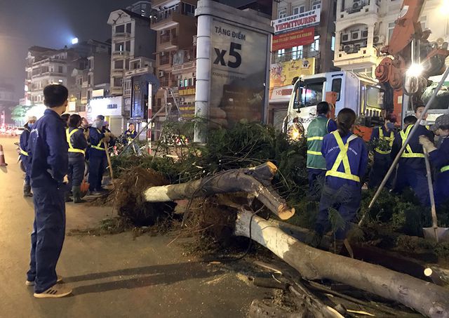 Hà Nội bất ngờ nhổ bỏ hàng trăm cây phượng trong đêm - Ảnh 3. Hà Nội bất ngờ nhổ bỏ hàng trăm cây phượng trong đêm - Ảnh 3.