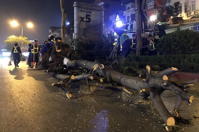 Hà Nội bất ngờ nhổ bỏ hàng trăm cây phượng trong đêm - Ảnh 7. Hà Nội bất ngờ nhổ bỏ hàng trăm cây phượng trong đêm - Ảnh 7.