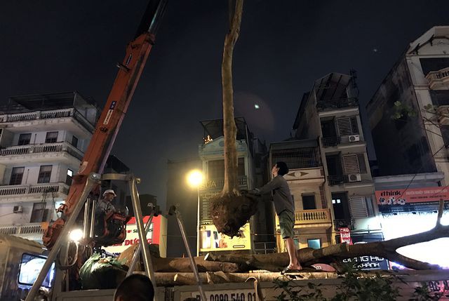 Hà Nội bất ngờ nhổ bỏ hàng trăm cây phượng trong đêm - Ảnh 8. Hà Nội bất ngờ nhổ bỏ hàng trăm cây phượng trong đêm - Ảnh 8.