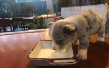 Chú chó bị 'cầm nhầm' ở Đà Lạt đã về nhà, chủ quán cà phê mong mọi người đừng quá 'hằn học'