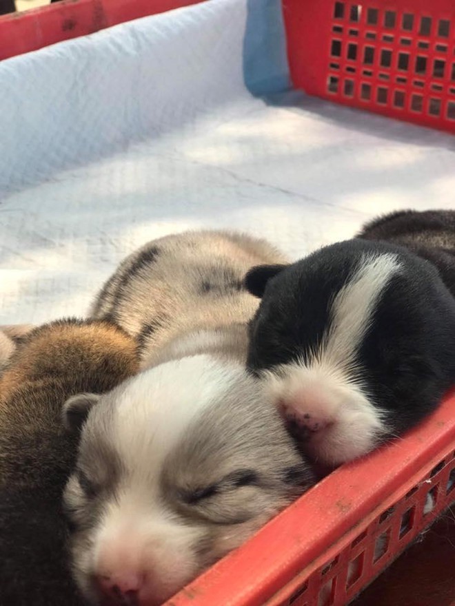 Khách du lịch cầm nhầm chó con của quán cà phê ở Đà Lạt - Ảnh 2. Khách du lịch cầm nhầm chó con của quán cà phê ở Đà Lạt - Ảnh 2.