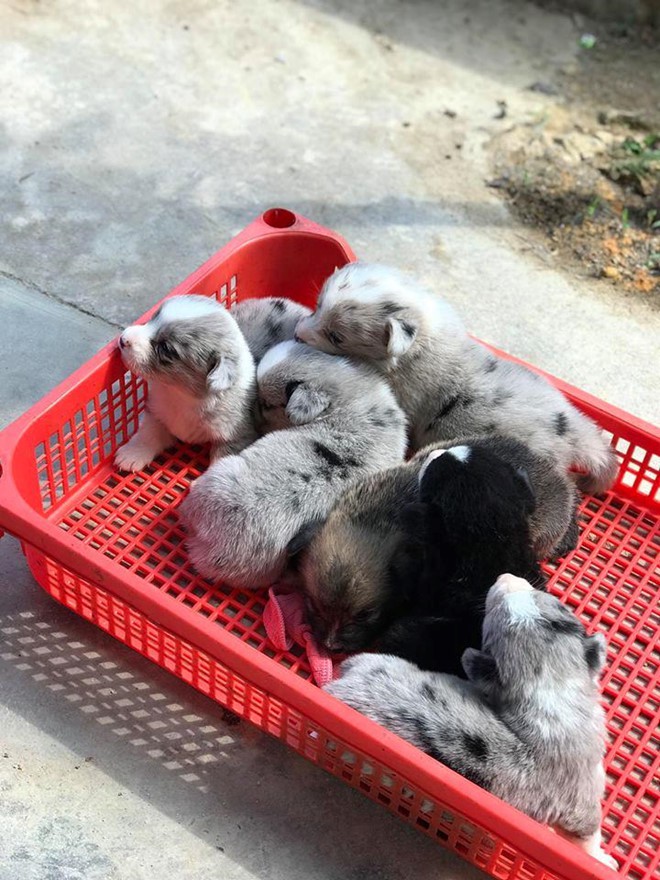 Khách du lịch cầm nhầm chó con của quán cà phê ở Đà Lạt - Ảnh 3. Khách du lịch cầm nhầm chó con của quán cà phê ở Đà Lạt - Ảnh 3.