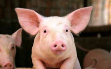 Quảng Nam quyết 'chặn tận ngọn' dịch tả heo Châu Phi