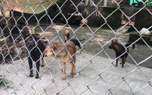 Vụ bé trai 7 tuổi bị chó cắn tử vong: Đàn chó từng tấn công một bé trai trước đó một tuần