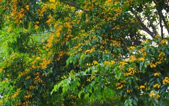 Mùa hoa sưa vàng trời Quảng Nam khiến bao người thổn thức
