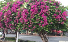 Xao lòng mùa hoa giấy nở rộ ven sông Hàn Đà Nẵng