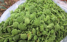 Bất ngờ loại rau đặc sản Việt đắt ngang cua hoàng đế, tôm hùm Mỹ
