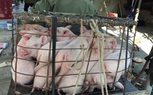 Giá heo hơi hôm nay 15/6: Miền Nam chững lại