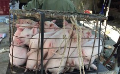 Giá heo hơi hôm nay 24/6: Miền Bắc giữ giá cao nhất cả nước, nhiều nơi đạt 40.000 đồng/kg
