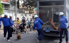 Các đội bắt chó thả rông giờ ra sao?