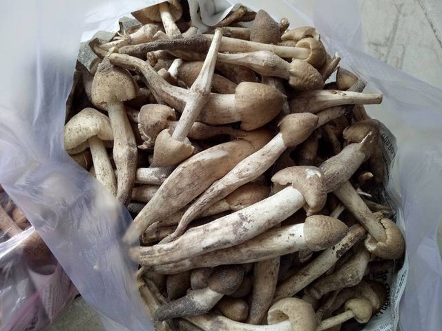 Bất ngờ loại rau đặc sản Việt đắt ngang cua hoàng đế, tôm hùm Mỹ - Ảnh 1. Bất ngờ loại rau đặc sản Việt đắt ngang cua hoàng đế, tôm hùm Mỹ - Ảnh 1.