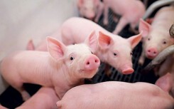 Dự báo giá heo hơi ngày 10/4: Người chăn nuôi Hà Nội được hỗ trợ 80% giá thị trường trước dịch tả heo