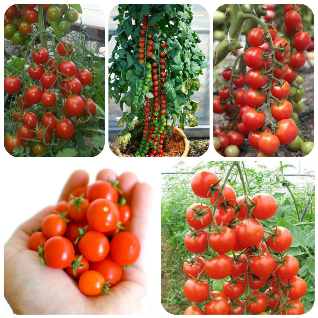 4 loại quả quen thuộc này sẽ hành hạ, tra tấn dạ dày của bạn nếu ăn nó mỗi ngày - Ảnh 2.