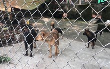 Khởi tố chủ đàn chó cắn chết bé trai 7 tuổi ở Hưng Yên