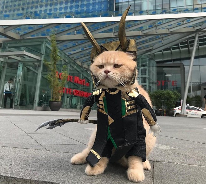 Chú mèo tên Chó lại gây cười khi hóa thân thành anh hùng Avengers - Ảnh 1.