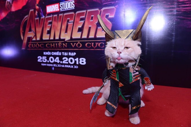 Chú mèo tên Chó lại gây cười khi hóa thân thành anh hùng Avengers - Ảnh 10.