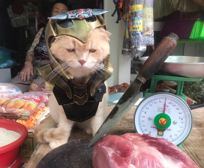 Chú mèo tên Chó lại gây cười khi hóa thân thành anh hùng Avengers - Ảnh 6.