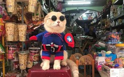 Chú mèo tên Chó lại gây cười khi 'hóa thân' thành anh hùng Avengers