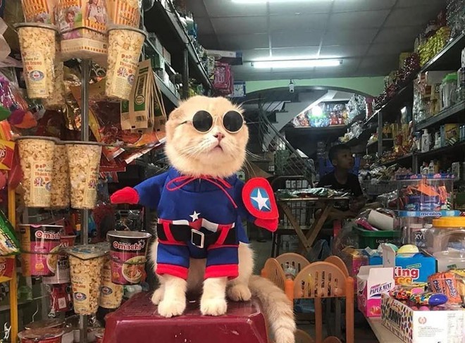 Chú mèo tên Chó lại gây cười khi hóa thân thành anh hùng Avengers - Ảnh 8.