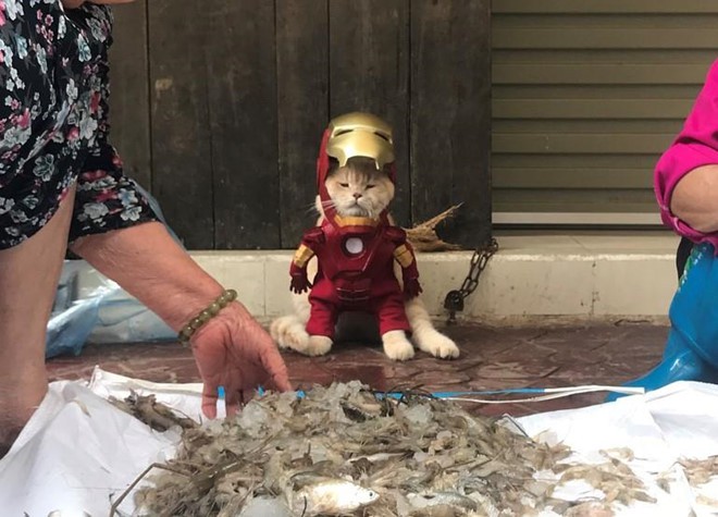 Chú mèo tên Chó lại gây cười khi hóa thân thành anh hùng Avengers - Ảnh 9.