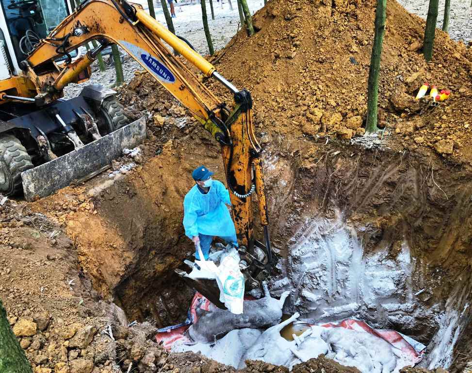 Công bố hết dịch chưa lâu, dịch tả heo châu Phi bùng phát trở lại tại Hòa Bình - Ảnh 1. Công bố hết dịch chưa lâu, dịch tả heo châu Phi bùng phát trở lại tại Hòa Bình - Ảnh 1.