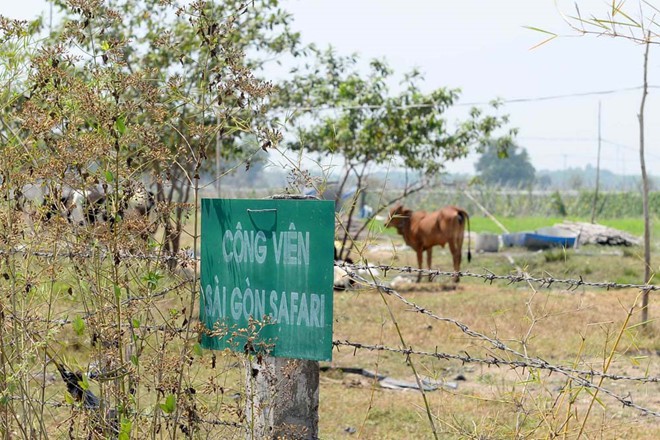 Dự án công viên Saigon Safari nửa tỉ USD: Trâu bò gặm cỏ suốt 15 năm - Ảnh 1. Dự án công viên Saigon Safari nửa tỉ USD: Trâu bò gặm cỏ suốt 15 năm - Ảnh 1.