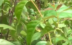 Hái rau đãi khách nhầm lá ngón, 4 người nhập viện