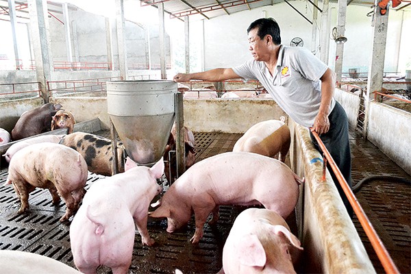 Phó Chủ tịch Đồng Nai nói gì về dịch tả heo châu Phi xuất hiện tại 3 huyện của tỉnh với gần 1.000 con heo bị tiêu hủy? - Ảnh 1. Phó Chủ tịch Đồng Nai nói gì về dịch tả heo châu Phi xuất hiện tại 3 huyện của tỉnh với gần 1.000 con heo bị tiêu hủy? - Ảnh 1.